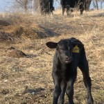 Adorable Calves