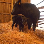 Newborn Calf