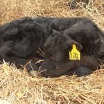 First Calf Of The Year