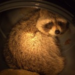 A Visitor