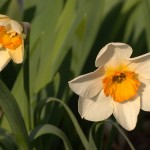 A Host Of Daffodils……And A Violet