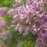 Spring Flowers
