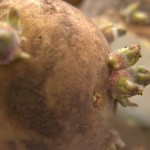Potato Planting