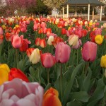 Tulip Time