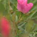 Prairie Wild Rose