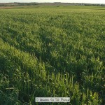 Winter Wheat Update- May 17