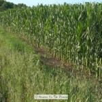 Damaged Field Corn
