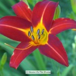 Daylilies In Bloom