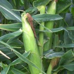 Sweet Corn Harvest