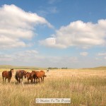 Horses In Nebraska