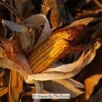 Field Corn- Ready For Harvest