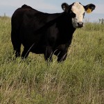 Growing Calves