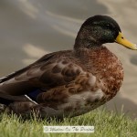 Duck Pond at Bradley Fair, Wichita
