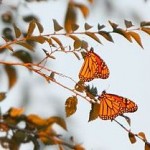 Monarch Butterfly Migration