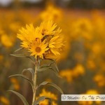 Wild Sunflowers At Sunset