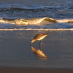 North Carolina Coast