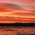 Bosque Del Apache National Wildlife Refuge