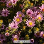 Aromatic Aster…and Kitty