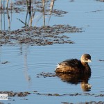 Squaw Creek National Wildlife Refuge