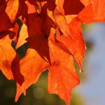 Fall Color