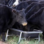 Feeding The Cattle