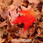 More Fall Color