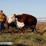 Cattle Round Up – Part 2