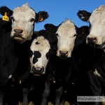 The Beauty Of Cows