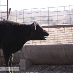 Cattle Round Up – Part 3
