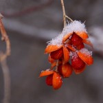 American Bittersweet Vine