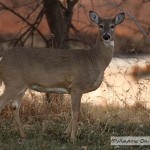 White Tailed Deer