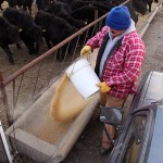 Feeding The Calves