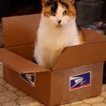 Kitty In A Box