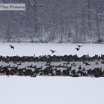 Canada Geese On A Frozen Lake