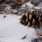 Pine Cones In The Snow