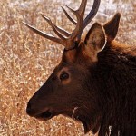 Elk Herd In Rocky Mountain National Park