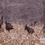 Wild Turkeys