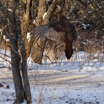 Smart Turkey