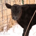 First Calf Of 2011