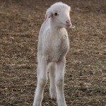 Mary Had A Little Lamb