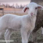 Lambs!