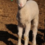 Ewes and Lambs