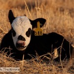 A Calf Visit