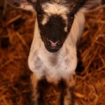 Newborn Lambs