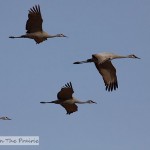 Sandhill Cranes