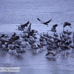 Sandhill Cranes On The Platte River