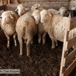 Sheep Shearing