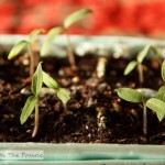 The Tomato Plants Are Up