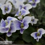 Violets By Our Door