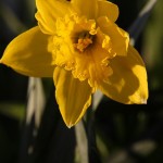 Daffodils and Forsythia